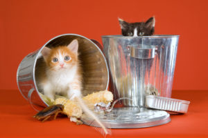kittens in trash bins