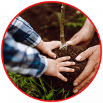 hands planting a tree
