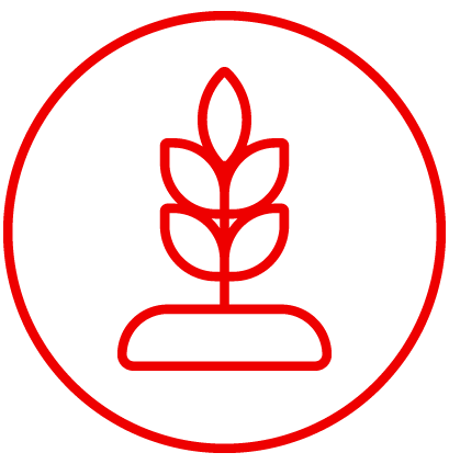 a growing crop icon